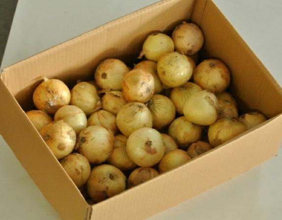 新玉ねぎ』佐賀県産 風袋込約10kg L～2Lサイズ ※常温 送料無料｜豊洲