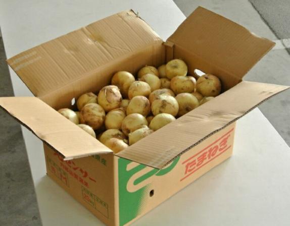 新玉ねぎ』佐賀県産 風袋込約20kg L～2Lサイズ ※常温 送料無料｜豊洲