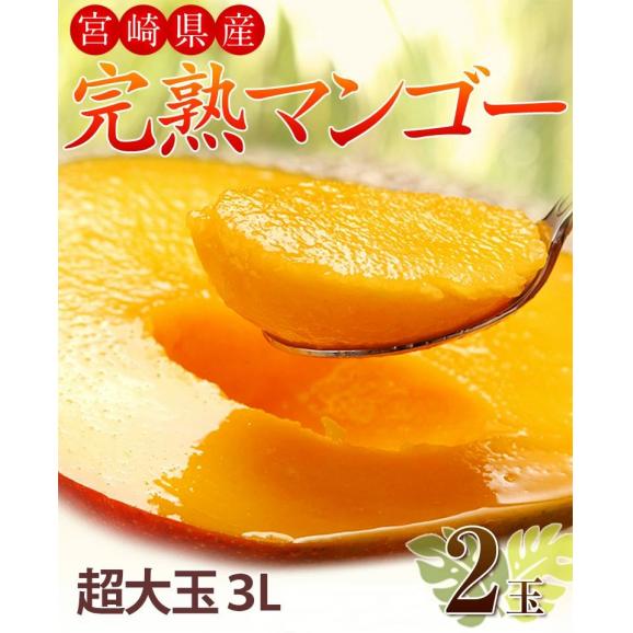超大玉3L みやざき完熟マンゴー 宮崎県産 2玉（1玉:約450g）簡易箱 ※常温03