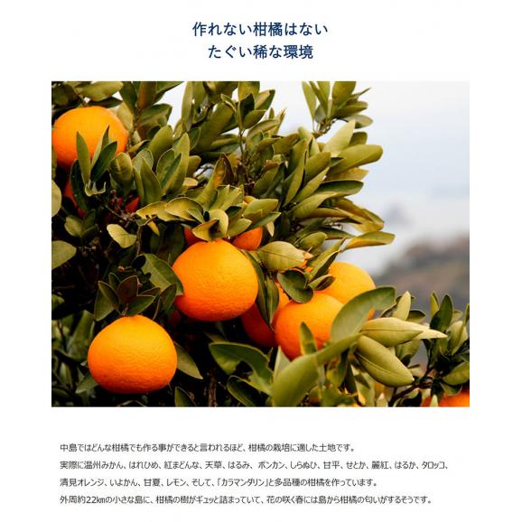愛媛県 中島地域産 カラマンダリン 超小玉 2S 約2.5kg 目安として40～45個程度 ※冷蔵 送料無料04