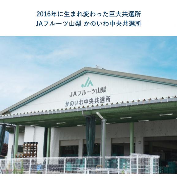 糖度13度基準 ぴ～一番 桃 信玄ランク 3玉 約900g 1箱 化粧箱入 山梨県産 JAかのいわ中央共選所 ※常温 送料無料04