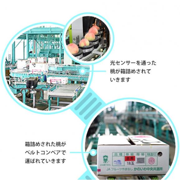 糖度13度基準 ぴ～一番 桃 信玄ランク 3玉 約900g 1箱 化粧箱入 山梨県産 JAかのいわ中央共選所 ※常温 送料無料06