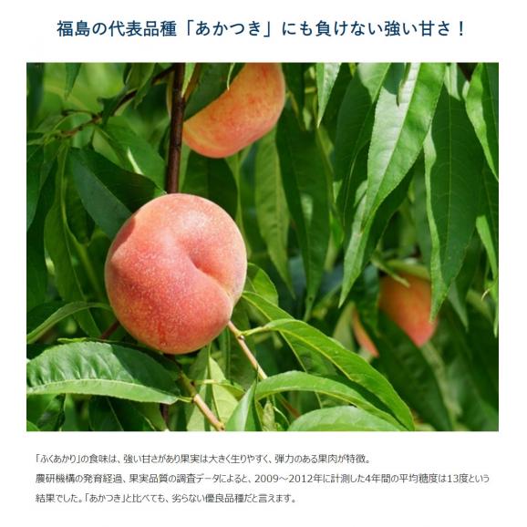 JAふくしま未来 の桃 『ふくあかり』福島県産 特秀品 約1.7kg 7～9玉 産地箱 ※常温 送料無料02
