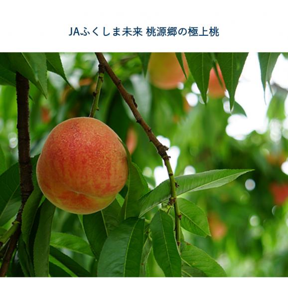 JAふくしま未来 の桃 『ふくあかり』福島県産 特秀品 約1.7kg 7～9玉 産地箱 ※常温 送料無料04