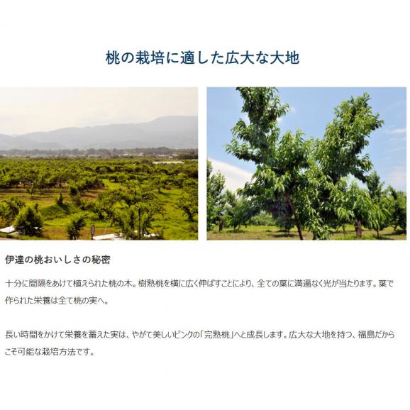 らきもも 福島県産 桃 特秀品 約1.6kg（5～8玉）×2箱 ※常温 JAふくしま未来 送料無料04