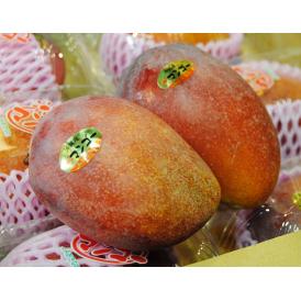 JAおきなわ『マンゴー』 沖縄県産マンゴー 2玉 L～2Lサイズ （1玉約310g） 簡易包装 ※常温 送料無料