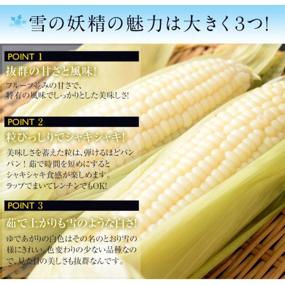 『雪の妖精』北海道産とうもろこし 10本（1本約350g前後）約3.5kg ※冷蔵　送料無料 02