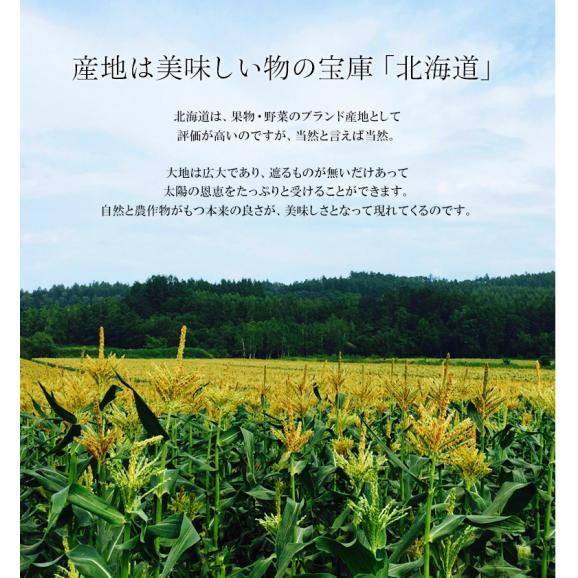 『雪の妖精』北海道産とうもろこし 10本（1本約350g前後）約3.5kg ※冷蔵　送料無料 03