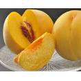 『伊達の黄桃』福島県産 秀品 約1.5kg （4～8玉）×1箱 産地箱 ※常温 送料無料