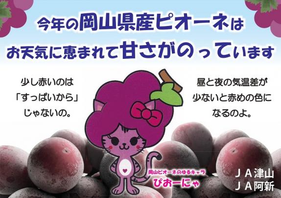 ご自宅用 ニューピオーネ（種なしぶどう） 岡山県産 良～優 計