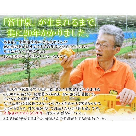糖度13度以上『新甘泉（しんかんせん）梨』 鳥取県産 秀 約2.4kg