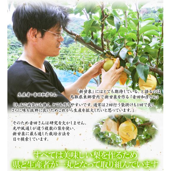 糖度13度以上『新甘泉（しんかんせん）梨』 鳥取県産 秀 約2.4kg（5～9玉）簡易箱 ※冷蔵　送料無料04