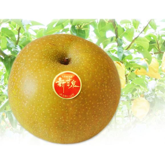 糖度13度以上『新甘泉（しんかんせん）梨』 鳥取県産 秀 約2.4kg（5～9玉）簡易箱 ※冷蔵　送料無料05