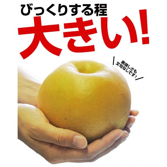 『にっこり梨』 栃木県 JAなすの 約5kg（5～8玉） 秀～優品　※常温  送料無料02