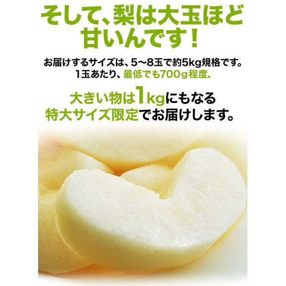 『にっこり梨』 栃木県 JAなすの 約5kg（5～8玉） 秀～優品　※常温  送料無料03