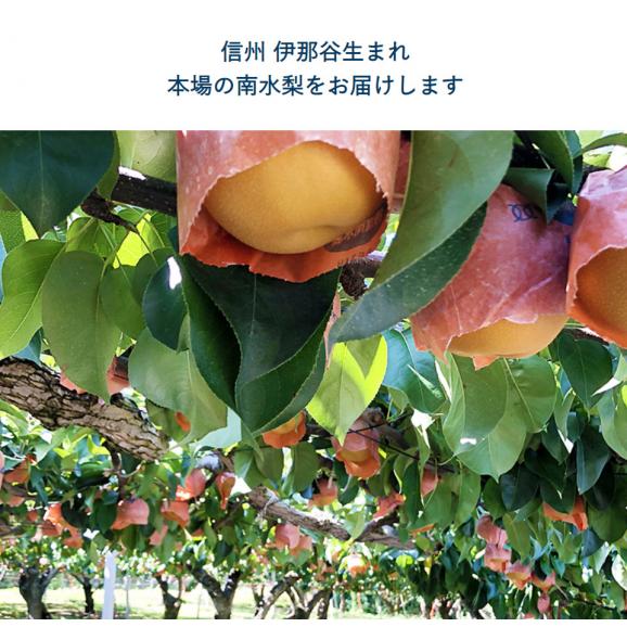 糖度14度選別 『南水梨』長野県産 約2.5kg（4～7玉）簡易箱 （等級：太鼓判・優糖生またはロイヤル）※冷蔵　送料無料04