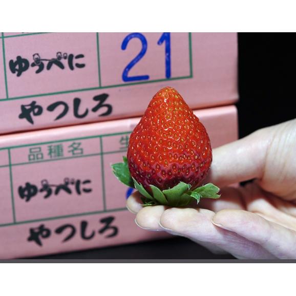 JA熊本経済連 『ゆうべに』 熊本県産 いちご 約250g 3L限定 （5～9粒)×4P　※冷蔵　送料無料02