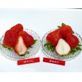 熊本いちご食べ比べ『恋みのり＆ゆうべに』熊本県産 約250g入り 計4パック(各2P) 産地箱 ※冷蔵 送料無料