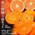 『凄い柑橘3種セット（せとか・農6・にじゅうまる）』愛媛県産せとか 約2kg、 香川県産農6 約2kg、 佐賀県産にじゅうまる 約500g(2玉～) 計約4.5kg 簡易包装　※常温 送料無料
