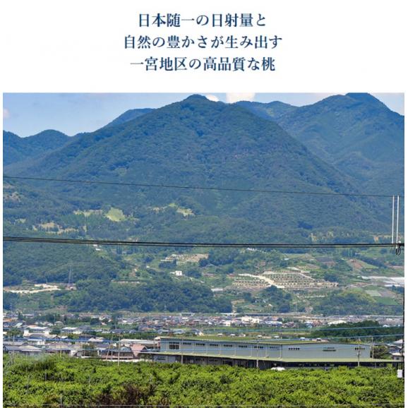 JAふえふき 一宮西支所 糖度13度基準 桃 品種一宮水蜜 特秀品 大玉 5～6玉 約2kg 化粧箱 ※常温03