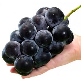 大粒で濃厚な種無し黒葡萄