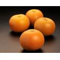 『旬の梨（品種：あきづき）』新潟県産 優品 約5kg（12～16玉）簡易箱 ※冷蔵 JA新潟かがやき送料無料