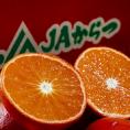 JAからつ みはや 佐賀県産　約5kg　秀〜優品　M〜2Lサイズ ※常温　送料無料 柑橘 みかん