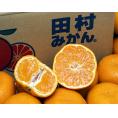 お試し　畑さんの『田村みかん（極晩生高糖度品種：今村温州）』 和歌山県有田産　秀品　約3kg（L-2L）サイズ　※常温　送料無料