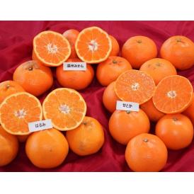 せとか入り柑橘3種（せとか約1.5kg、はるみ約1.5kg、みかん約2kg）合計約5kg ※常温 簡易梱包 ちょっと訳あり　送料無料