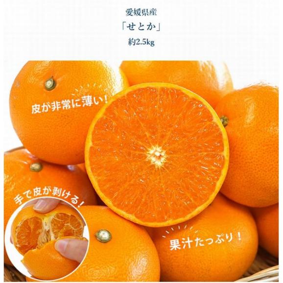 デコポン&せとか セット 計約5kg (各約2.5kg) 簡易箱 ※常温 デコポン:熊本県、せとか:愛媛県03