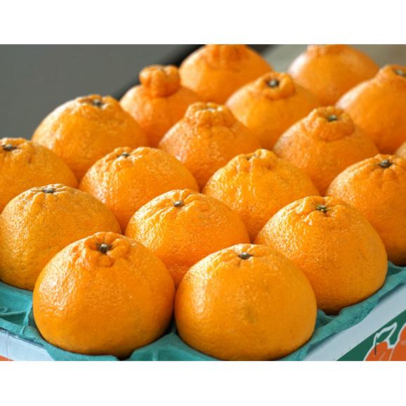 JA長崎せいひ『デコポン』長崎県産 秀 約5kg（15～24玉）産地箱 風袋込 ※常温　送料無料03