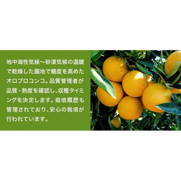 Guzman農園 樹上完熟 オロブロンコ アメリカ カリフォルニア産 柑橘 約3kg（目安として：7～10玉）簡易箱 多少の傷・スレ等あり ※常温　送料無料06