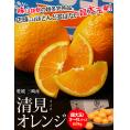 『越冬樹熟 清見』愛媛県産 3〜4Lサイズ 約3kg 産地箱 風袋込 ※常温　送料無料