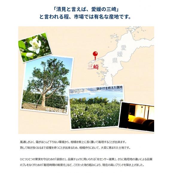 『越冬樹熟 清見』愛媛県産 3〜4Lサイズ 約5kg 産地箱 風袋込 ※常温　送料無料04