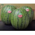 スイカ 新潟県産 すいか 小玉 姫甘泉 （ひめかんせん） 秀品 3玉（1玉あたり約3kg） 送料無料　※常温