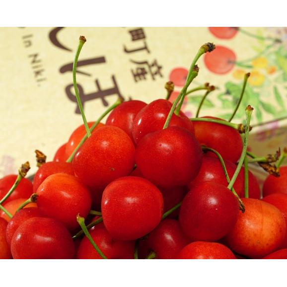 『仁木町の大粒さくらんぼ』北海道産(佐藤錦または紅秀峰)　 秀品 約1kg（約500g×2p）2～3Lサイズ 　 化粧箱　 ※冷蔵 　JAおたる 送料無料02