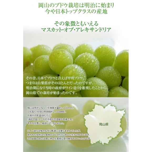 船穂ぶどう部会『マスカット・オブ・アレキサンドリア』岡山県産 特秀品 超大房 1房 約750g ※冷蔵 化粧箱 ≪数量限定／食文化特別規格≫02
