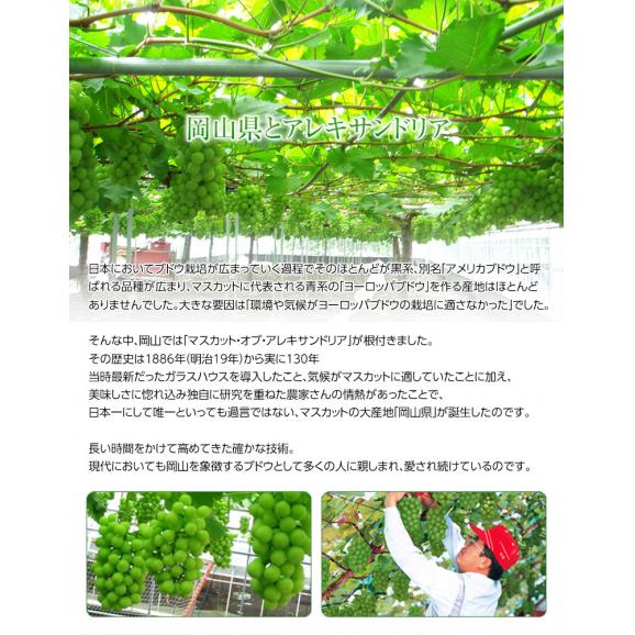 船穂ぶどう部会『マスカット・オブ・アレキサンドリア』岡山県産 特秀品 超大房 1房 約750g ※冷蔵 化粧箱 ≪数量限定／食文化特別規格≫03