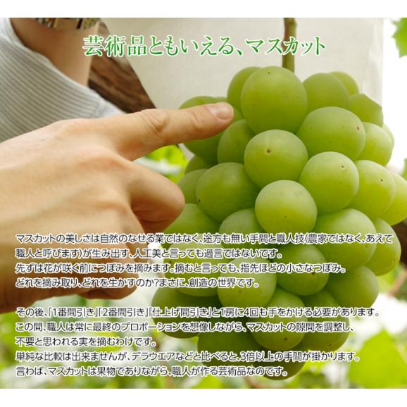 船穂ぶどう部会『マスカット・オブ・アレキサンドリア』岡山県産 特秀品 超大房 1房 約750g ※冷蔵 化粧箱 ≪数量限定／食文化特別規格≫04