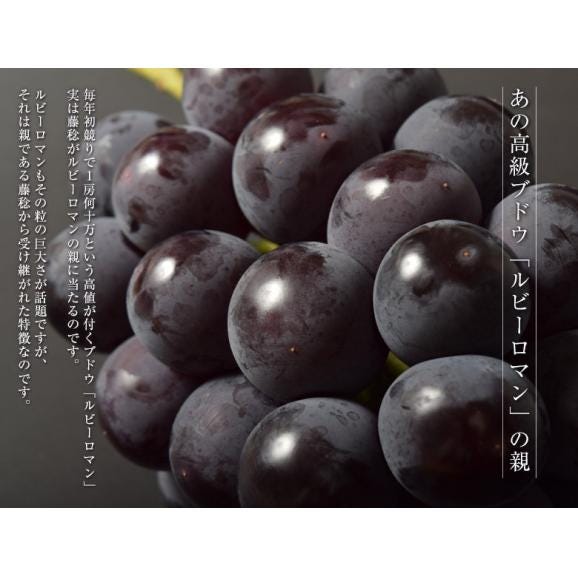 【カード代引き限定】ぶどう ブドウ 葡萄 藤稔 (ふじみのり) 山梨県産 大粒ぶどう 約2kg（3～4房 ） 化粧箱 風袋込 JAふえふき ※冷蔵 送料無料05