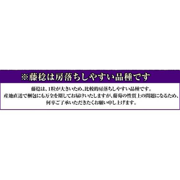 【カード代引き限定】ぶどう ブドウ 葡萄 藤稔 (ふじみのり) 山梨県産 大粒ぶどう 約2kg（3～4房 ） 化粧箱 風袋込 JAふえふき ※冷蔵 送料無料06