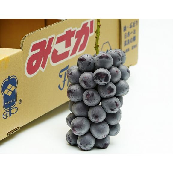 『御坂の種なし巨峰』 山梨県産 2房 計約1kg 秀品 化粧箱入り ※冷蔵　送料無料02