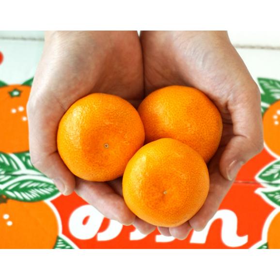 『温室蒲郡みかん』愛知県産 JA蒲郡市 S～2S 約2kg（目安25～35個程度） 簡易箱 ※冷蔵　送料無料02