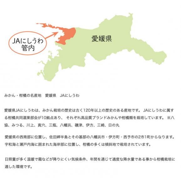 JAにしうわ 真穴共選 『真穴みかん』 愛媛・西宇和産 M-Lサイズ 約5kg 風袋込 ※常温04