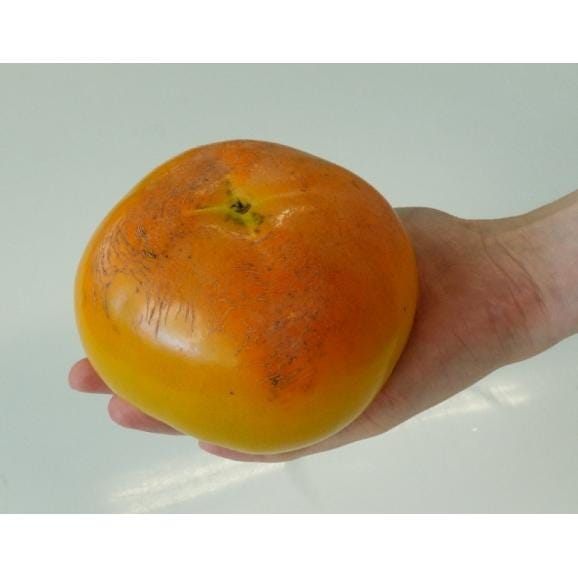 JAいび川『太秋柿』岐阜県産 約3.5kg(8～14玉) 産地箱 風袋込 多少のキズ有 ※常温　送料無料03