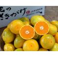 【糖度11度選別】 肥のさきがけ 熊本県産みかん　JA夢未来 S～Mサイズ　約5kg ※常温　送料無料