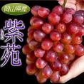 大房ぶどう　『紫苑（しえん）』　秀品　岡山県産　1房　約700g　※常温　送料無料