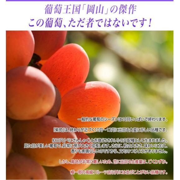 大房ぶどう　『紫苑（しえん）』　秀品　岡山県産　1房　約700g　※常温　送料無料02