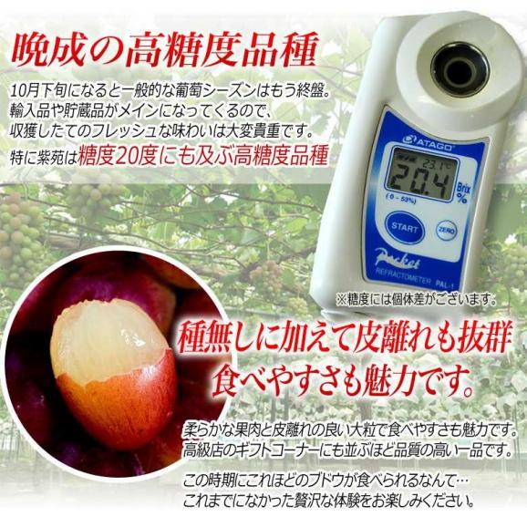 大房ぶどう　『紫苑（しえん）』　秀品　岡山県産　1房　約700g　※常温　送料無料03