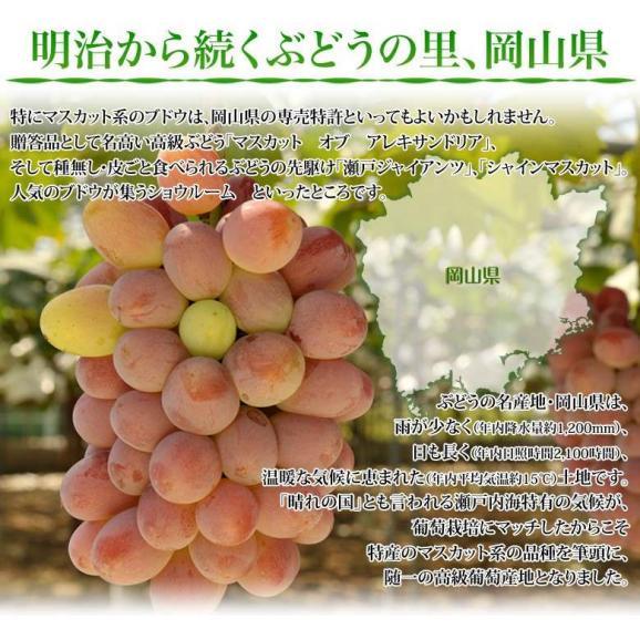大房ぶどう　『紫苑（しえん）』　秀品　岡山県産　1房　約700g　※常温　送料無料04
